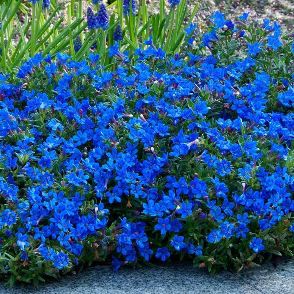 Image of the Blue Lithodora Diffusa Plant in a gravel pathway.